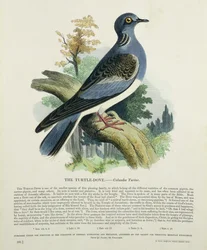 Turteltaube (Columba Turur)
